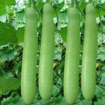 Ronofic Bottle Gourd, Looki Seed