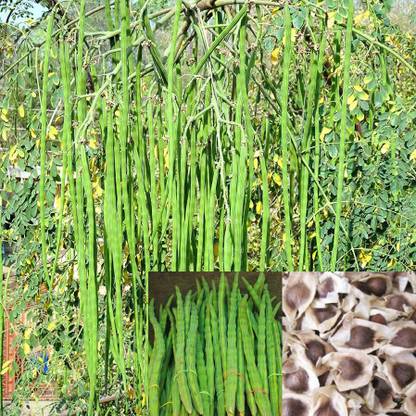 grenfel PKM 2 Hybrid Moringa /Drumstick Seeds (100 Seeds) (2 times flowering) Seed