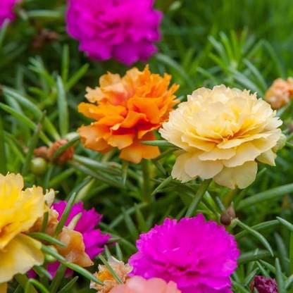 BDSresolve Original Portulaca flower seeds/Portulaca seeds 59 Seed