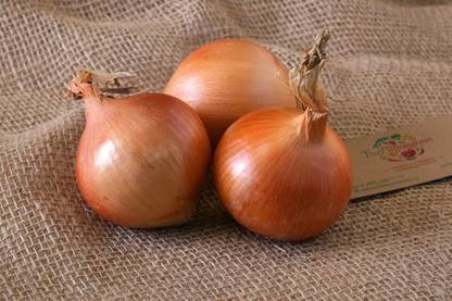 WILLVINE PUAS -VIII Giant Onion Chalcedone Seeds [2.5g] Seed