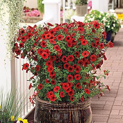 WILLVINE VVI-168 Imp.Tidal Wave Red Velour Petunia Seeds Seed