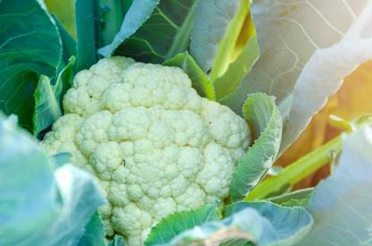 ALPHONSO MANGO TREE white cauliflower,gobhee seeds Seed