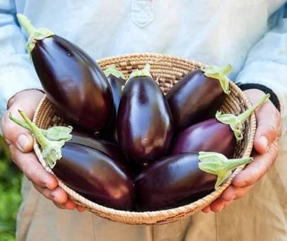 BDSresolve brinjal seeds for planting/brinjal seeds 80 Seed