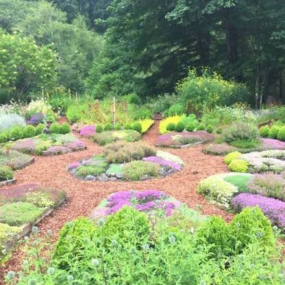 CYBEXIS GUA-32 - Mother of Creeping Thyme - (150 Seeds) Seed
