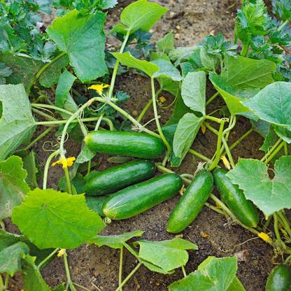seedbasket Keera Cucumber Seeds For Vegetable Garden- (50+Seeds) Seed