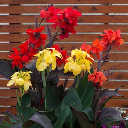 Greenwill Canna Indica Seed