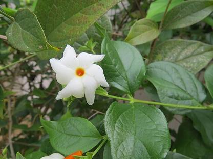 ASPEN Coral Jasmine Live Plant | Pavazhamalli Heanthy Live Plant | Not a Seed