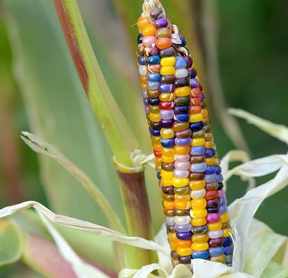 WILLVINE LX-753 Glass Gem Corn Seeds Seed