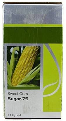 VibeX ® VMR-885 HYBRID F1 SUGAR-75 SWEETCORN SEEDS Seed