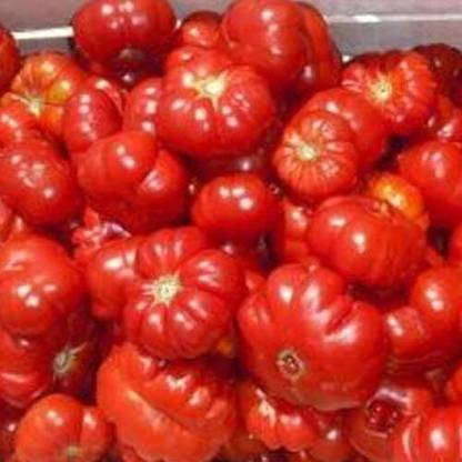 KNESSiN Tomato Montserrat from Portugal -{800 Seeds} Seed