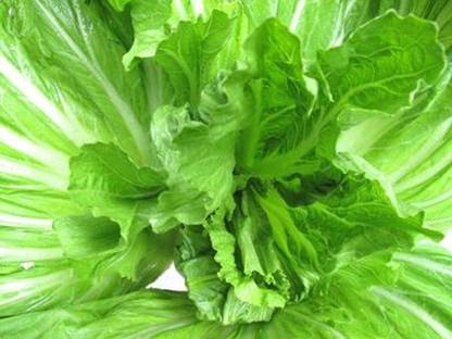 Qualtivate XXX-8A Chinese Mustard/GAI Choi Seed