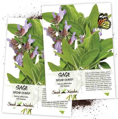 VibeX LXI-22 - Broad Leaved Sage(Salvia officinalis) - (150 Seeds) Seed
