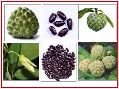 Aywal Annona fruit seeds,annona squamosa fruit tree Seed
