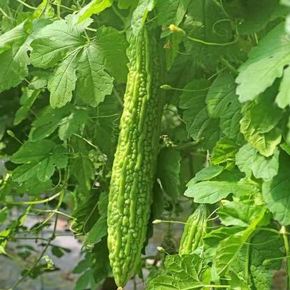 CYBEXIS HUA-48 - Bitter Gourd Melon - (100 Seeds) Seed