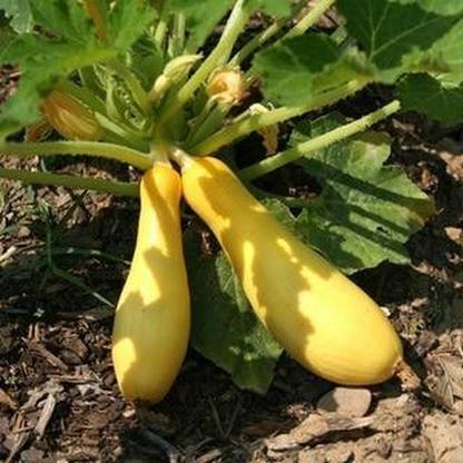 CYBEXIS LX-64 - Yellow Straightneck Summer Squash - (225 Seeds) Seed