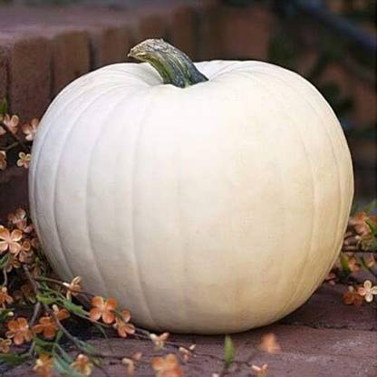 KNESSiN VI-61 White Pumpkin Seed