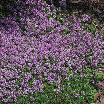 CYBEXIS VVI-38 - Creeping Thyme (Thymus serpyllum) - (150 Seeds) Seed