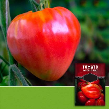 Quentova Oxheart Pink Tomato 2.5gm Seeds Seed