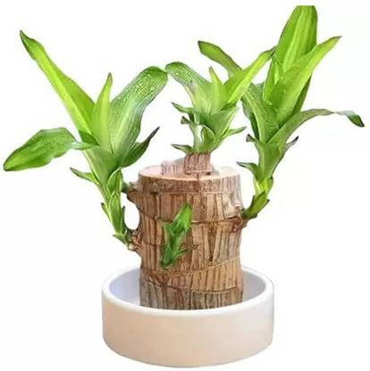 Urbora Mini Brazalian wood