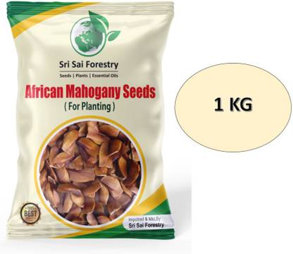 SRI SAI FORESTRY Mahogany Tree Seeds, African Mahogany Seed