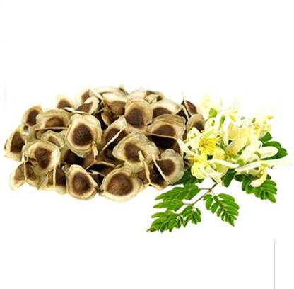 VibeX ® XXL-280 Dwarf Moringa Tree Seeds Seed