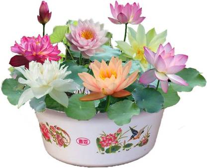 Biosnyg Lotus Seeds,Water Lily Flower Plan Seed