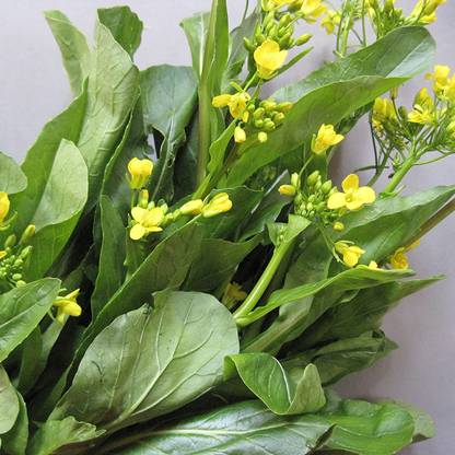 VibeX ® LXI-402 Chinese Mustard Seeds Seed