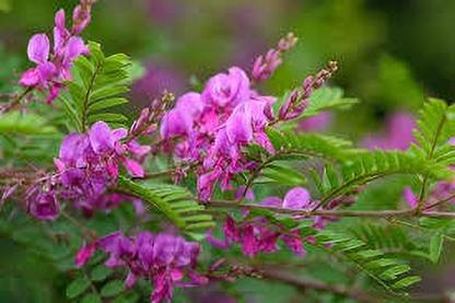VENUS ONLINE Neela Amari (Indigofera tinctoria) Medicinal Live Plant Seed