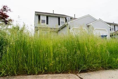 NatureForest Lawn Grass Seeds 1 Kg Seed
