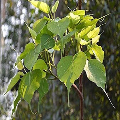 Kapebonavista Peepal, holy fig tree, peepul pippol plant, it is a plant not a seed Seed