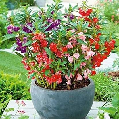 DIVINE ®AX-balsam Mixed Color Hybrid Flower Seeds For All Season (50 Seeds Pack)-S313 Seed
