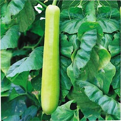 TRICONE SYNGENTA VINAYAK Hybrid Bottle Gourd Seeds 5 GRAM Seeds BG110 Seed