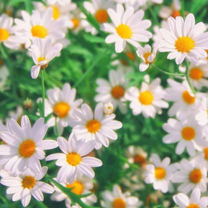 CYBEXIS GBPUT-95 - Chamomile German - (250 Seeds) Seed