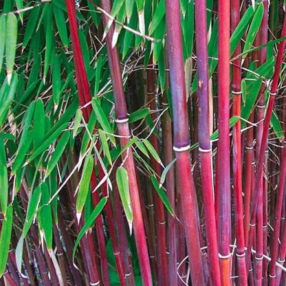 BDSresolve red bamboo tree seeds for plant/bamboo seeds 71 Seed