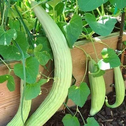 TRICONE Long Melon Outdoor Kakdi/kakri/kakree Plant Seeds 25 Beej LMS73 Seed