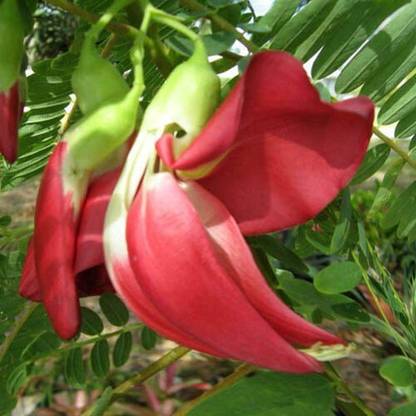 EasySeeds Sesbania grandiflora, Agati, Red Wisteria, Hummingbird Seed