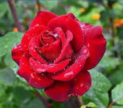 greenfarm Fragrant Rose Flower Seeds Gulab Seeds Pure Organic ( 180 seeds) s234 Seed