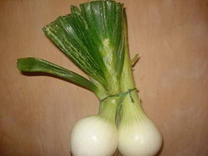 WILLVINE PAU-555 White Bermuda Onion Seeds Seed