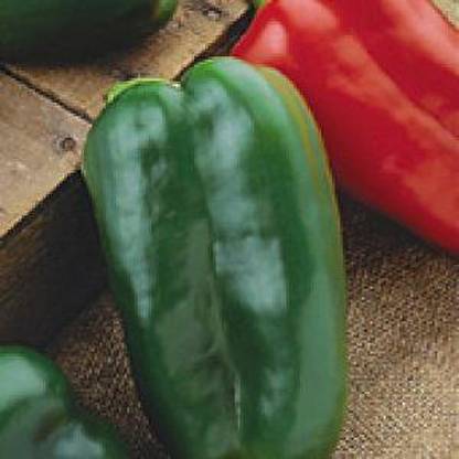 Farmers Choice Autumn-Gold-Pumpkin- Seed