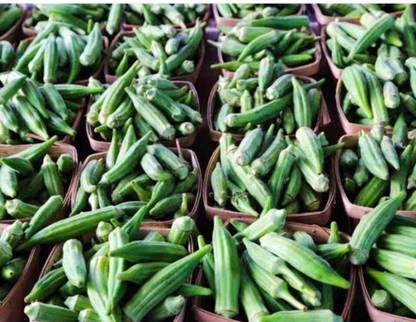greenfarm NXC- Long Okra Seeds/ Ladyfinger Seeds, 300 X Seeds , SES171 Seed