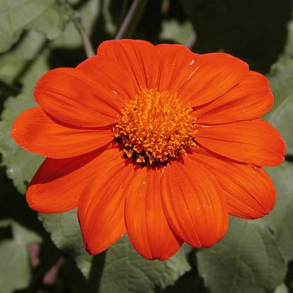 Mozette Exotic tithonia Seed