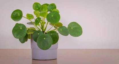 SHYAM 1Healthy "Coin Plant" Tree Seed
