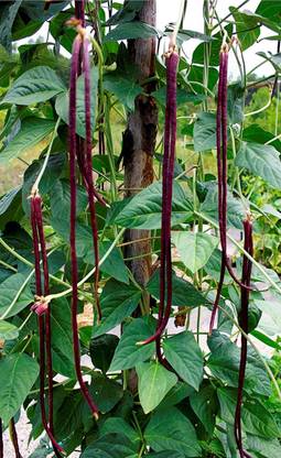 CRGO BEANS Seed
