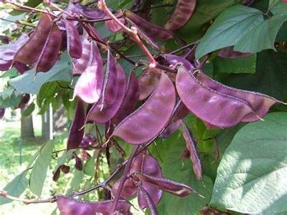 CYBEXIS Hyacinth Bean Vegetable Seeds200 Seeds Seed
