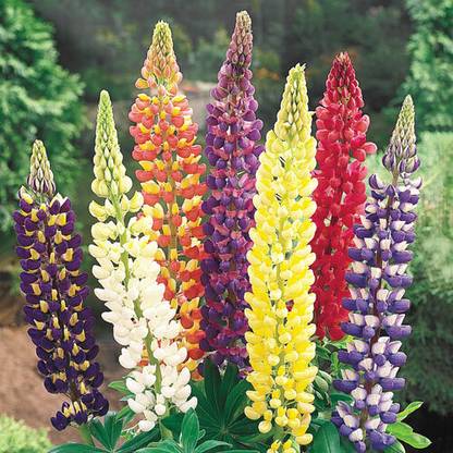 CEZIUS High Germination Lupin Lupinus Mix Flower Seed
