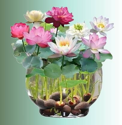 POLYGON lotus seeds Seed
