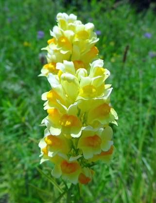 Aywal Antirrhinum/Snapdragon/Dog Flower Dwarf Flower Seed