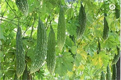 VibeX GUA-32 - Hybrid Bitter Gourd (करेला) NT-77 - (300 Seeds) Seed