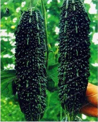 VibeX NBIR-59 - Black Bitter Gourd Melon - (300 Seeds) Seed