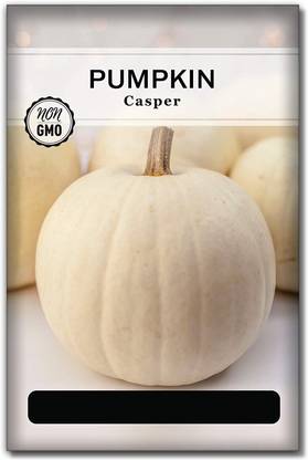 VibeX ® RXI-728 White Casper Pumpkin Seed Seed